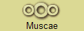 Muscae